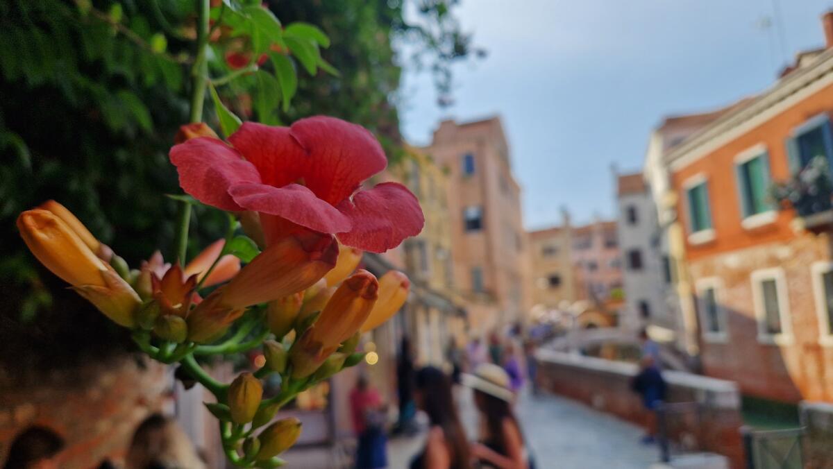 Green-Salus immagine