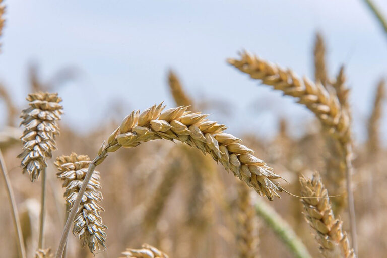 bortoluzzi-intolleranza-glutine-campo-di-grano