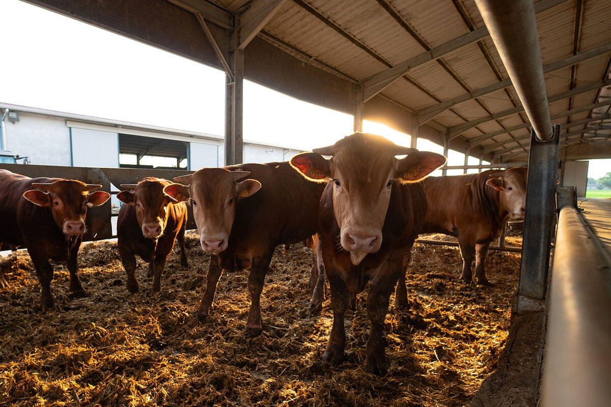 scassola-allevamento-bovino