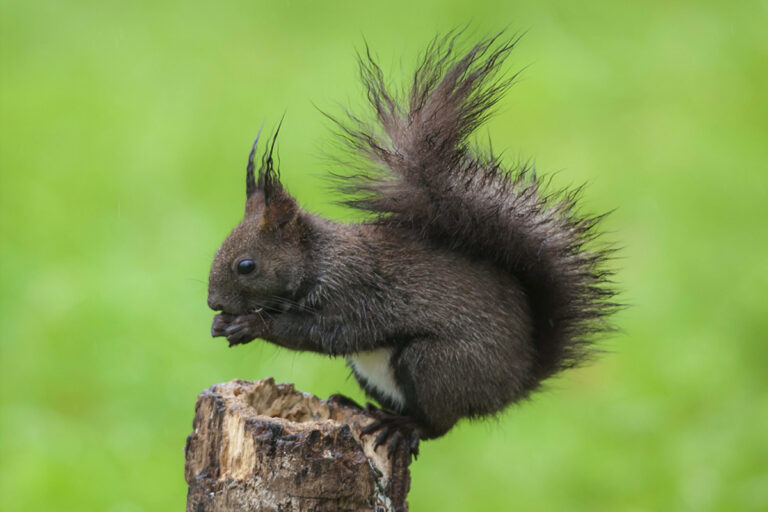 scoiattolo-rosso-europeo-a-mestre