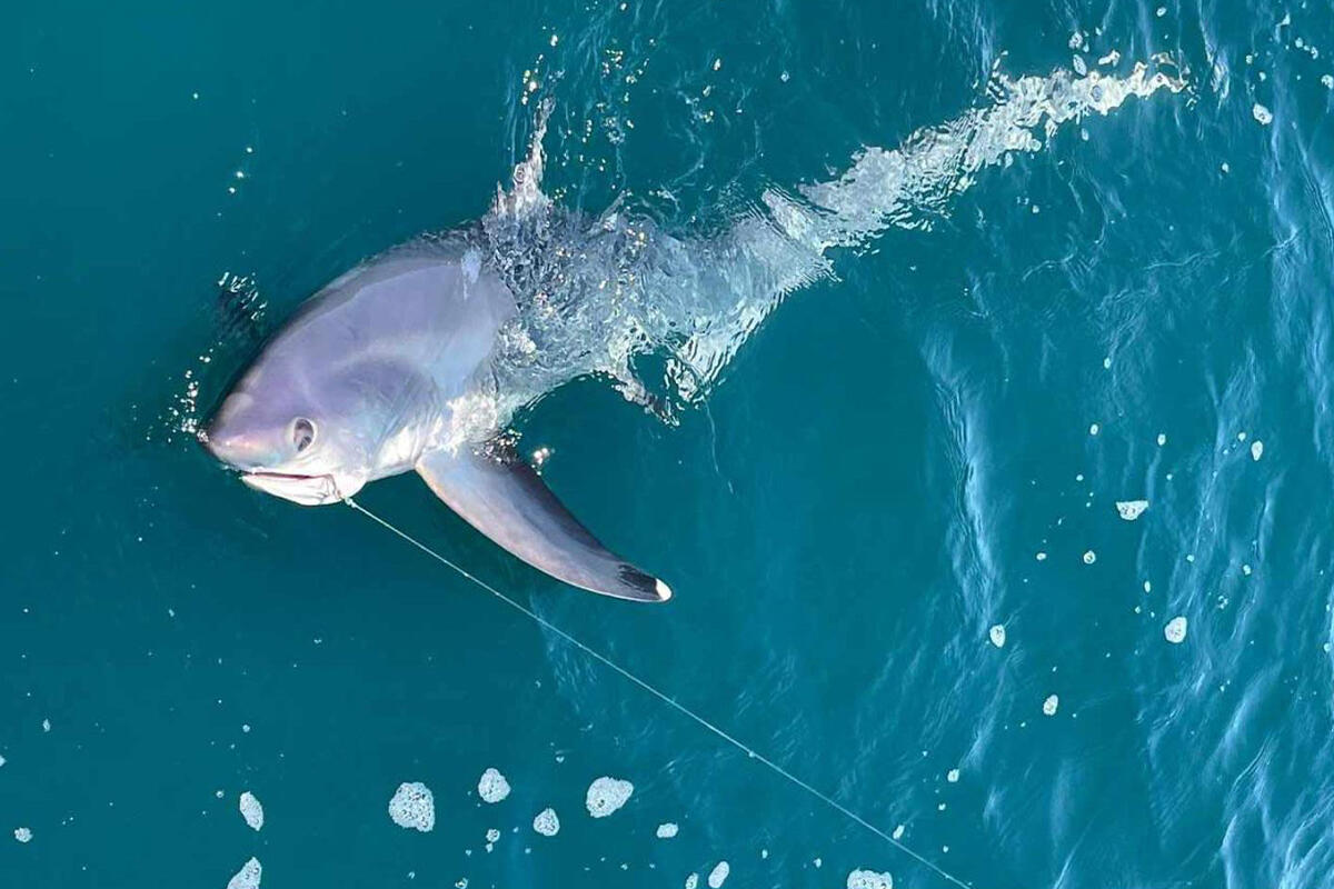 squalo-volpe-salvato-a-Jesolo