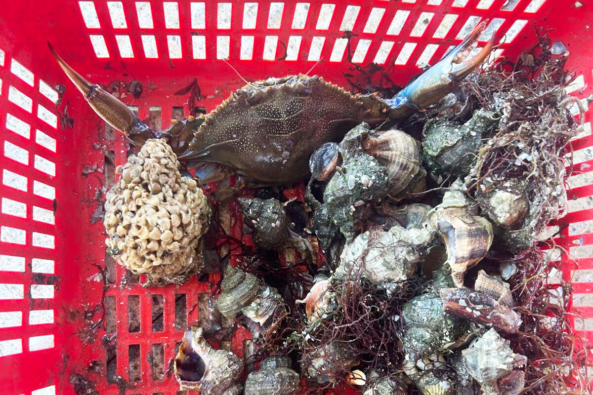 chioggia-vongole-granchio-blu-e-garusoli