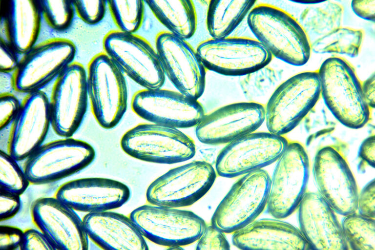 passarella-ossiluro-vermi-nei-bambini