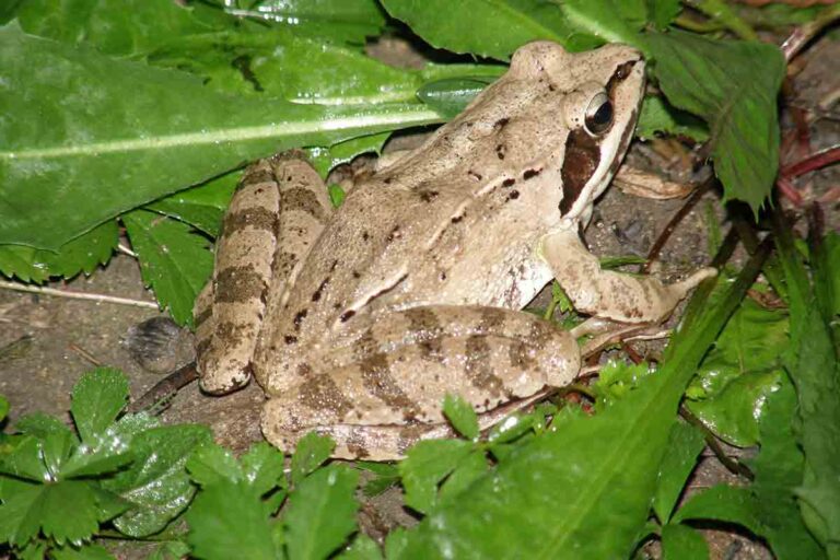 lipu-venezia-rana-agile-o-dalmatina-foto-di-giampaolo-pamio
