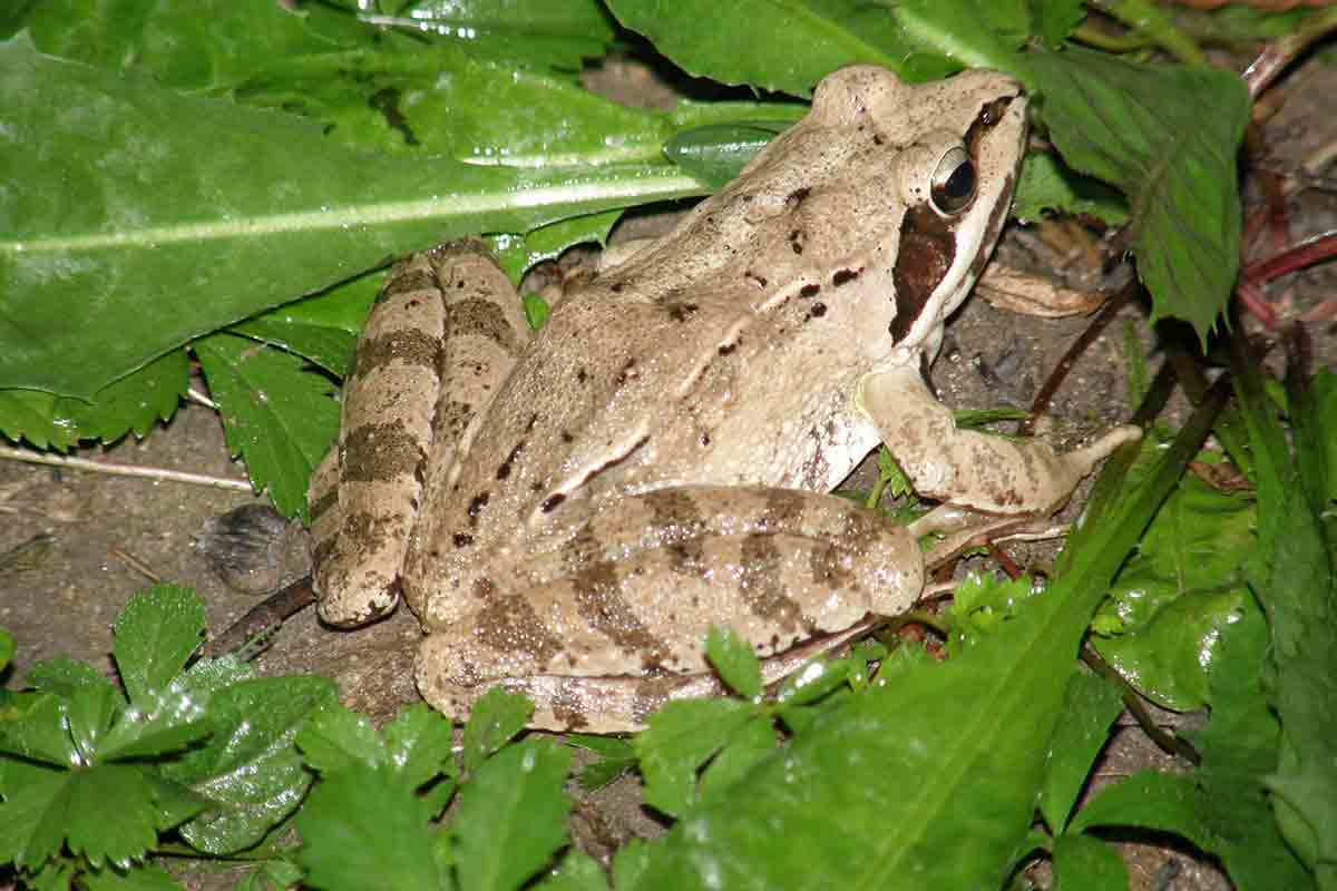 lipu-venezia-rana-agile-o-dalmatina-foto-di-giampaolo-pamio