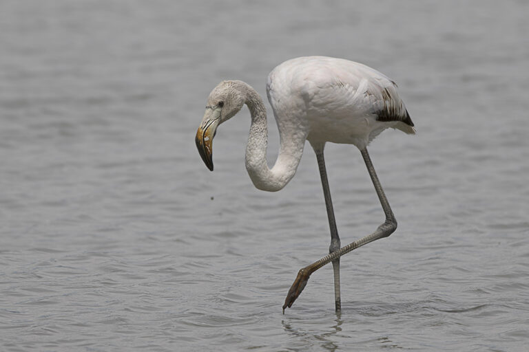 fenicottero-bianco-in-laguna-di-fabrizio-doria