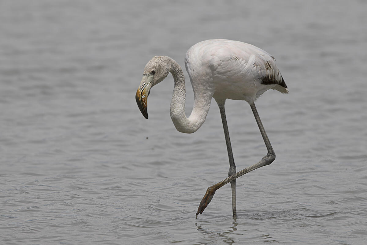 fenicottero-bianco-in-laguna-di-fabrizio-doria