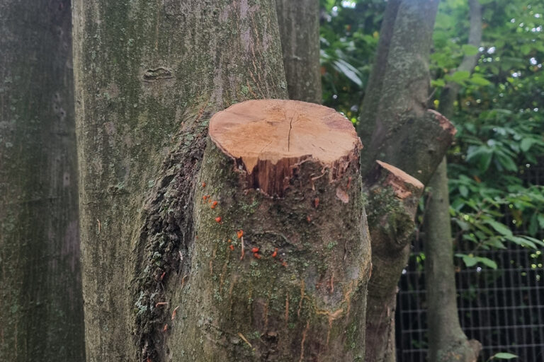 lipu-venezia-potatura-alberi