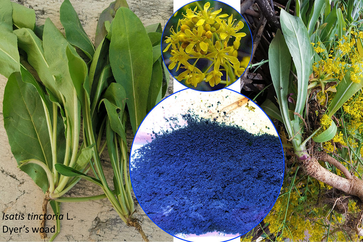 isatis-tintoria-l-indigotina-indaco-blu