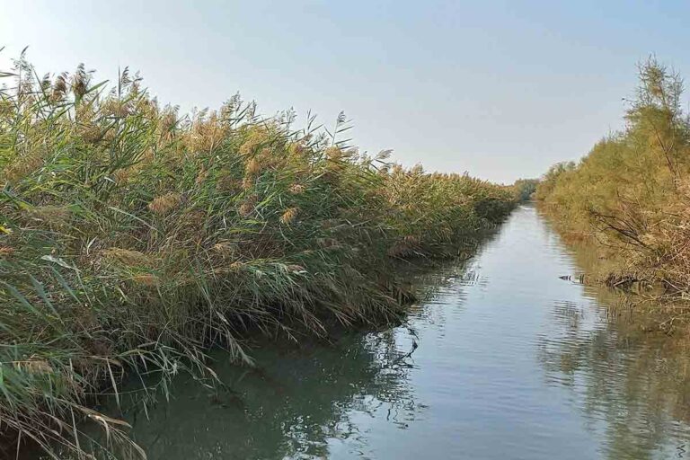 habitat-laguna-di-venezia-canneto